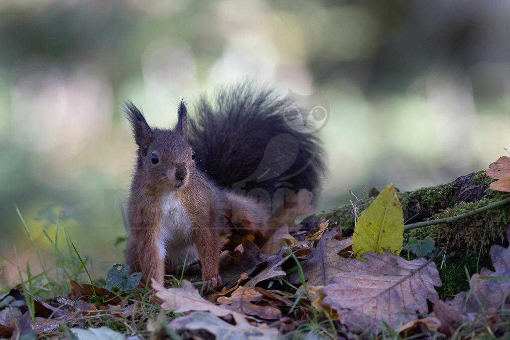 20231112115918 | Eurasische Eichhörnchen (Sciurus vulgaris) leben in Nadel-, Laub- und Mischwäldern mit alten Baumbeständen und sind fast in ganz Europa verbreitet. In Deutschland und vielen anderen Ländern haben sie sich auch städtische Lebensräume erschlossen. Sie halten sich gern in der Nähe von Menschen auf und sind in Gärten und Parks zu finden, solange es dort genügend Nahrung und Unterschlupf gibt. - Realisiert mit Pictrs.com