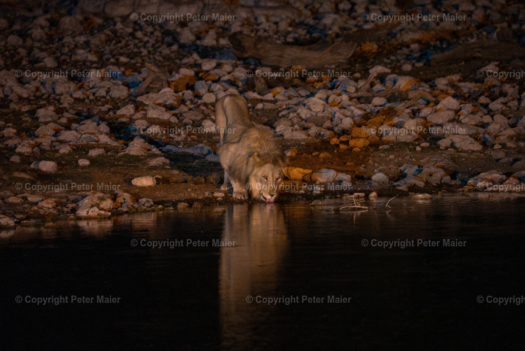 Etosha_Nationalpark_Namibia-1174 | piet_flosse
