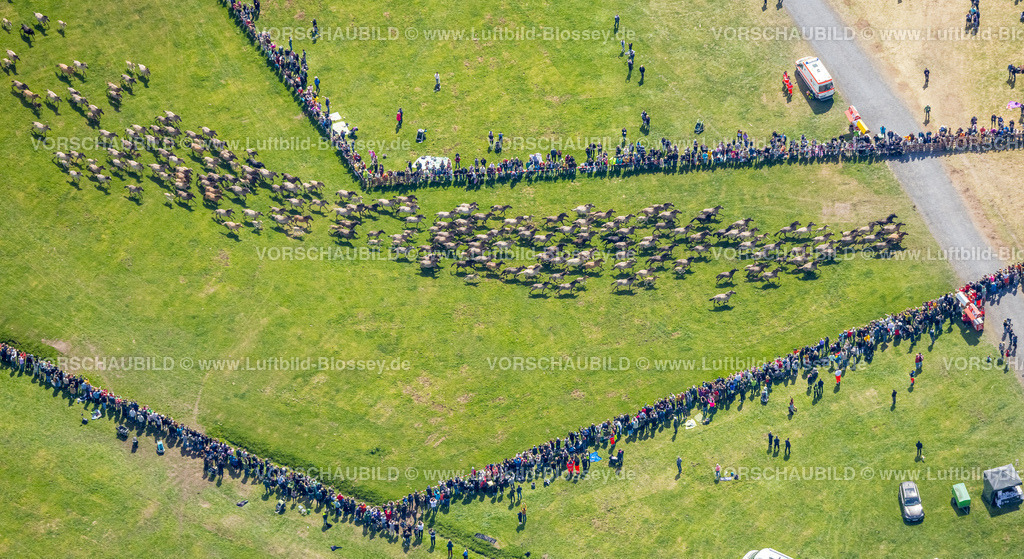 Duelmen220505080MerfelderBruchPferde-2 | Luftbild, Wildpferdefang im Merfelder Bruch bei Dülmen, Arena der Wildpferdebahn, Herzöge von Croÿ Anwesen, Pferdeherde,  Merfeld, Dülmen, Münsterland, Nordrhein-Westfalen, Deutschland
