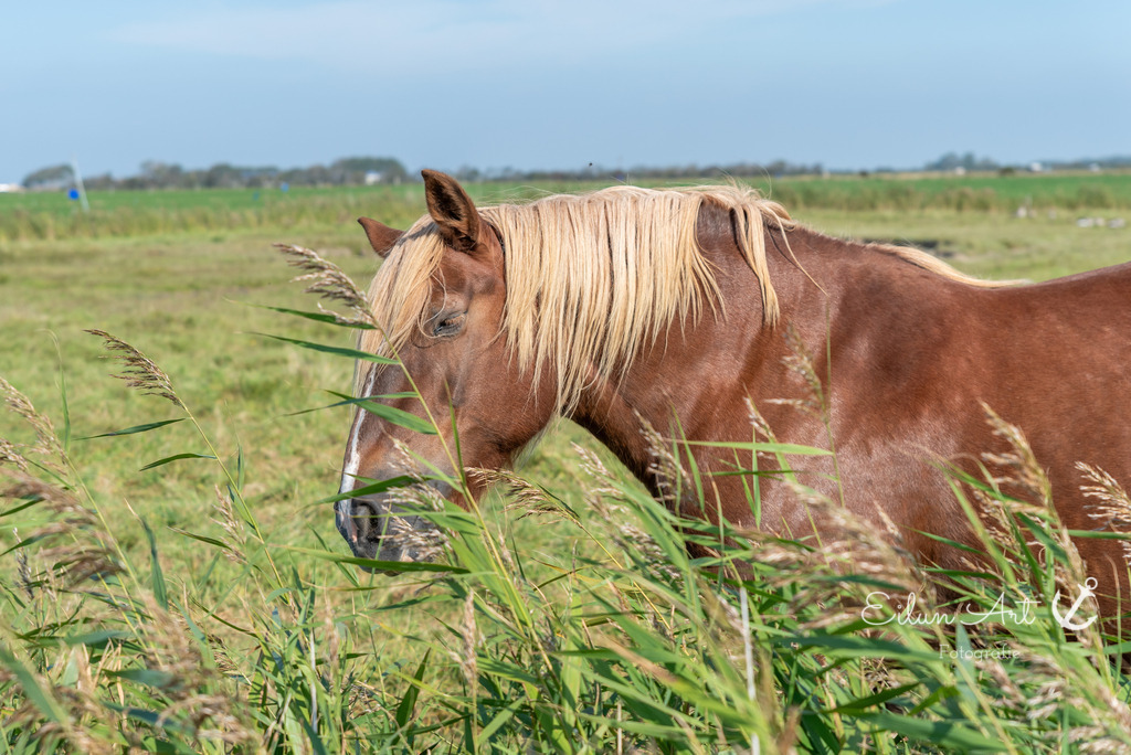 EAF_9431 | Eilun-Art-Fotografie Levke Martens, ihre Fotografin für Immobilien- und Landschaftsfotografie auf Föhr, Föhrer Motive als Poster, Leinwand, hinter Acrylglas oder stelle dir deinen eigenen Monatskalender zusammen, mit nur einem Klick