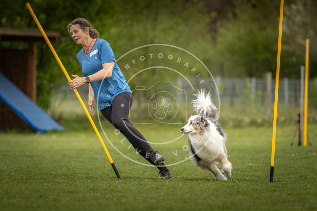 Pfotenfotografie_DV3A7837 | Hundefotografie, Tierfotograf, Pfotenfotografie, Fotoshooting Hund, Hunde Portrait, Hundesport, Hundeportraits, Heideshooting, Hunde, Sportfotograf, Hundefotograf, Turnierhundsport, THS,  - Realisiert mit Pictrs.com