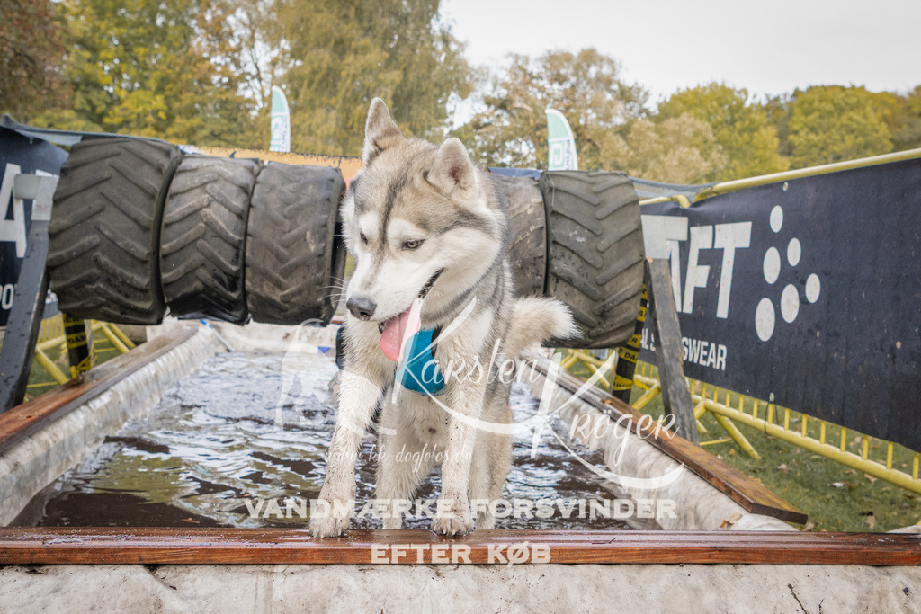 1454_ZZ90650 | kk-dogfotos