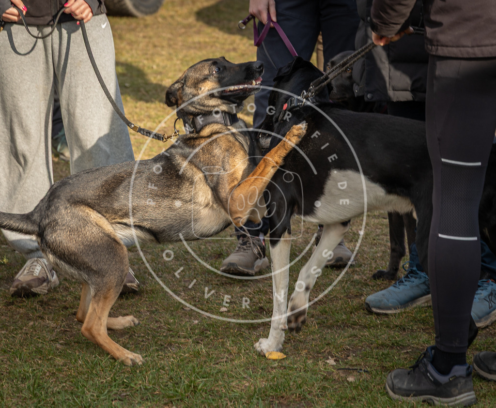 0L8A9088 | Hundefotografie, Tierfotograf, Pfotenfotografie, Fotoshooting Hund, Hunde Portrait, Hundesport, Hundeportraits, Heideshooting, Hunde, Sportfotograf, Hundefotograf, Turnierhundsport, THS,  - Realisiert mit Pictrs.com