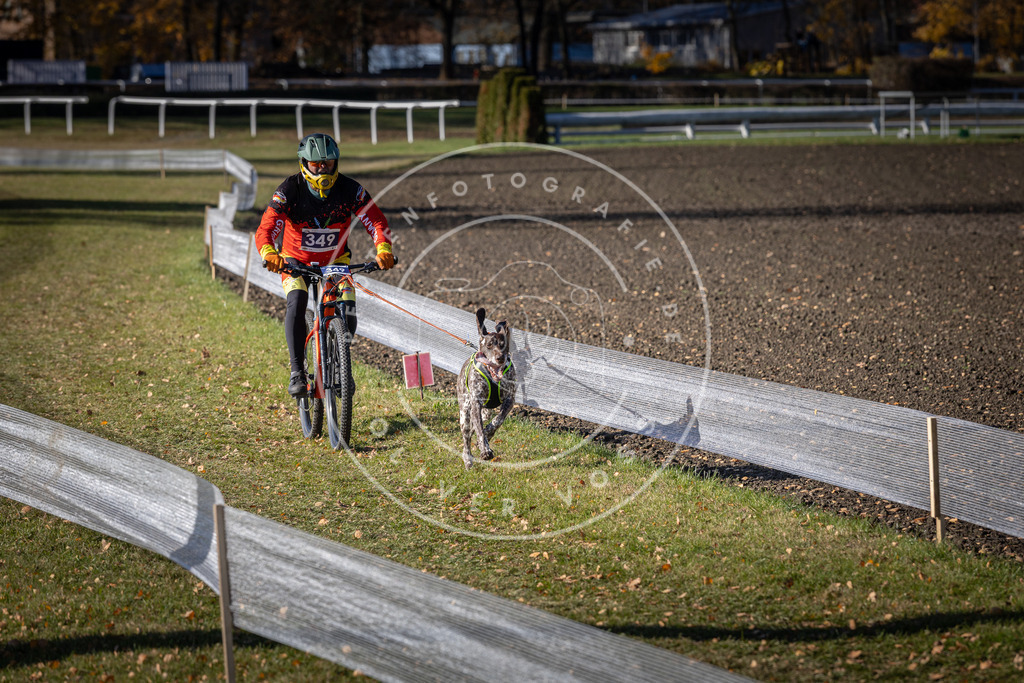 CaniXpix_DV3A7099 | Hundefotografie, Tierfotograf, Pfotenfotografie, Fotoshooting Hund, Hunde Portrait, Hundesport, Hundeportraits, Heideshooting, Hunde, Sportfotograf, Hundefotograf, Turnierhundsport, THS,  - Realisiert mit Pictrs.com