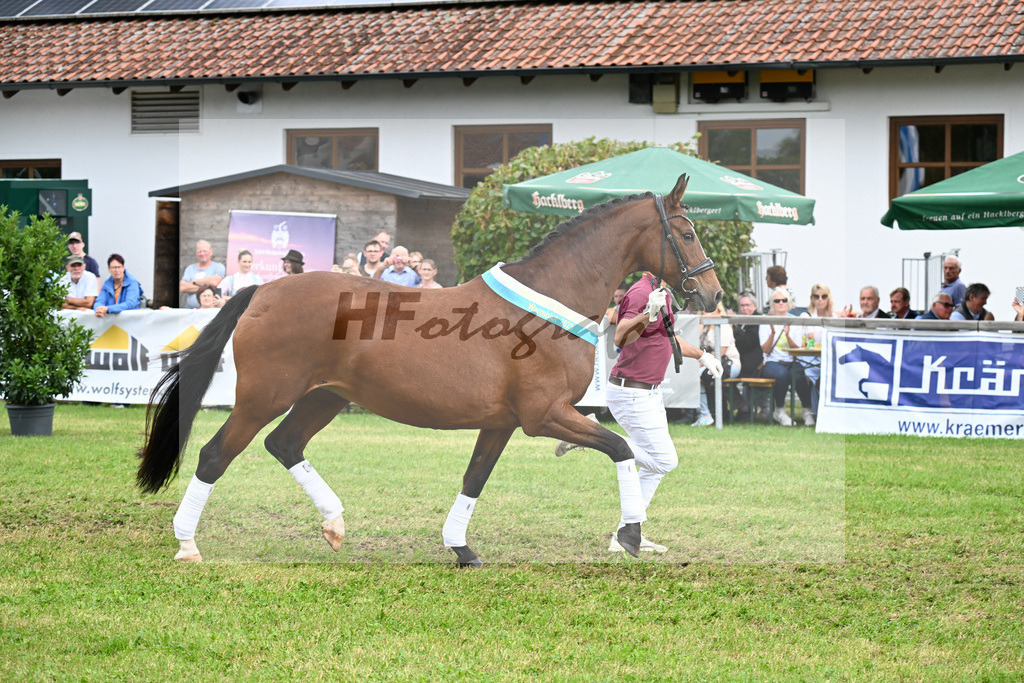 Stute des Jahres Passion v. Belissimo M_Wadenspanner_30251466 | hf-fotografie - Realisiert mit Pictrs.com