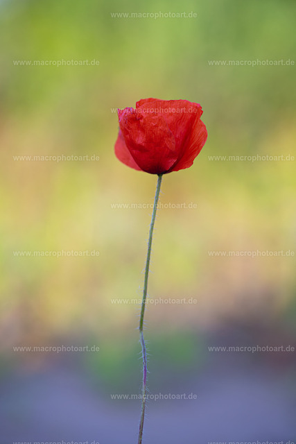 Mohnblüte | Eine schöne Mohnblüte vor einem bunten Bokeh - Realisiert mit Pictrs.com
