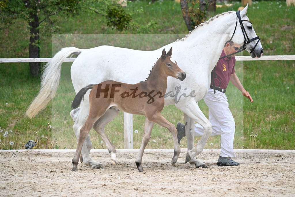 Kat-Nr. 24 HF Chaplins Touch B x Ciacomini_Rueger u Trukenbrod_24260666 | hf-fotografie - Realisiert mit Pictrs.com
