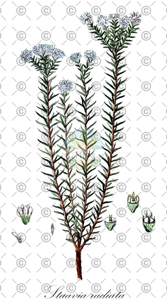 HistAbb_wfo-0000134236_1_ENZY_Simple | Historische Abbildung von Staavia radiata - Bruniaceae | Historical Illustration of Staavia radiata - Bruniaceae