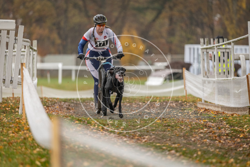 CaniXpix_DV3A8116 | Hundefotografie, Tierfotograf, Pfotenfotografie, Fotoshooting Hund, Hunde Portrait, Hundesport, Hundeportraits, Heideshooting, Hunde, Sportfotograf, Hundefotograf, Turnierhundsport, THS,  - Realisiert mit Pictrs.com