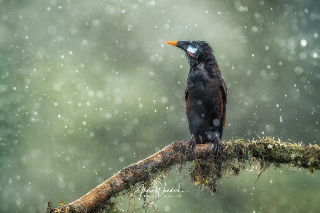 Montezuma im Regen | Andre Wandrei - Nature Artworx - Realisiert mit Pictrs.com