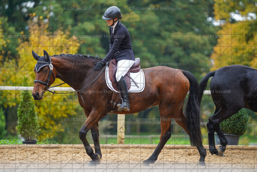 20221008-FAH01703 | Diessen am Ammersee, 2022, Dressur- und Springturnier, Reitsportbilder, Turnierfotografen Bayern, Pferdefotografen, Fotoagentur Herrmann, Turnierbilder