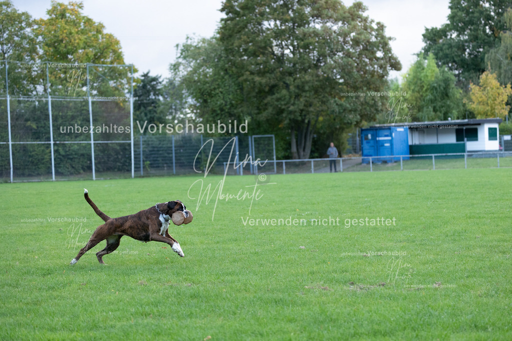 _16A4602 | Einzigartige Fotos von Hunden & Menschen –Actionfotos, Portraits, Vereinsaufnahmen & Paarshootings – authentisch, lebendig & mit Herz.