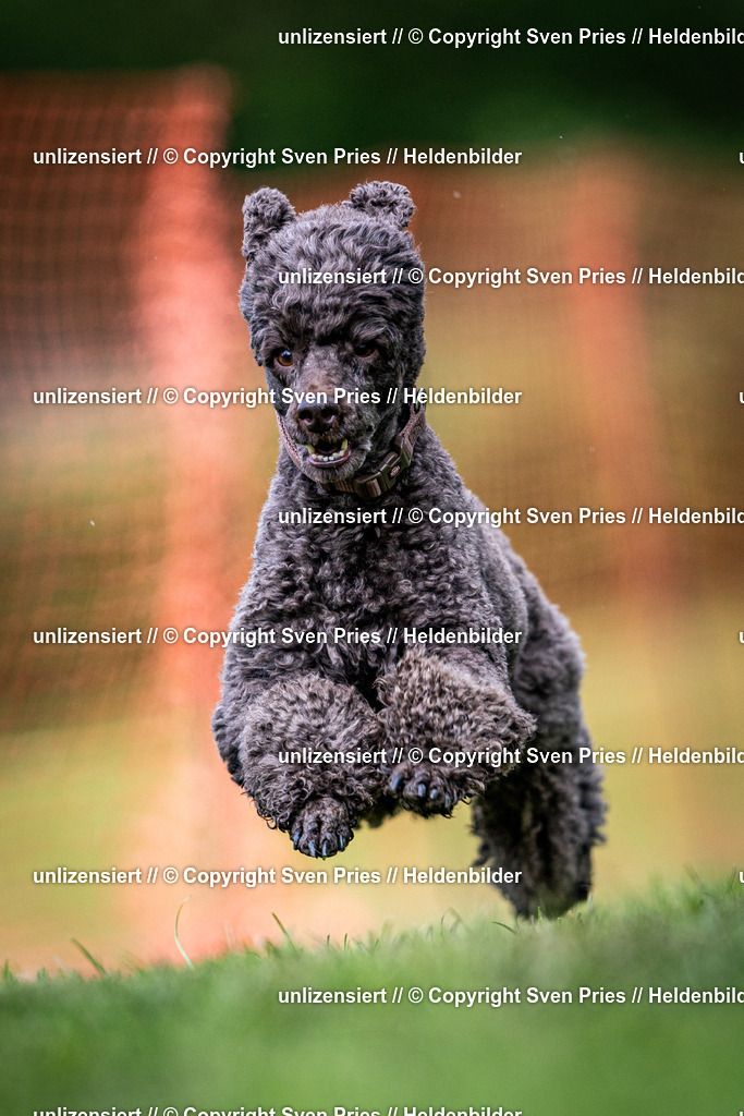 Sven Pries | 2024-04-21 - Hunderennen Baden-Oos
Foto: Sven Pries - Realisiert mit Pictrs.com