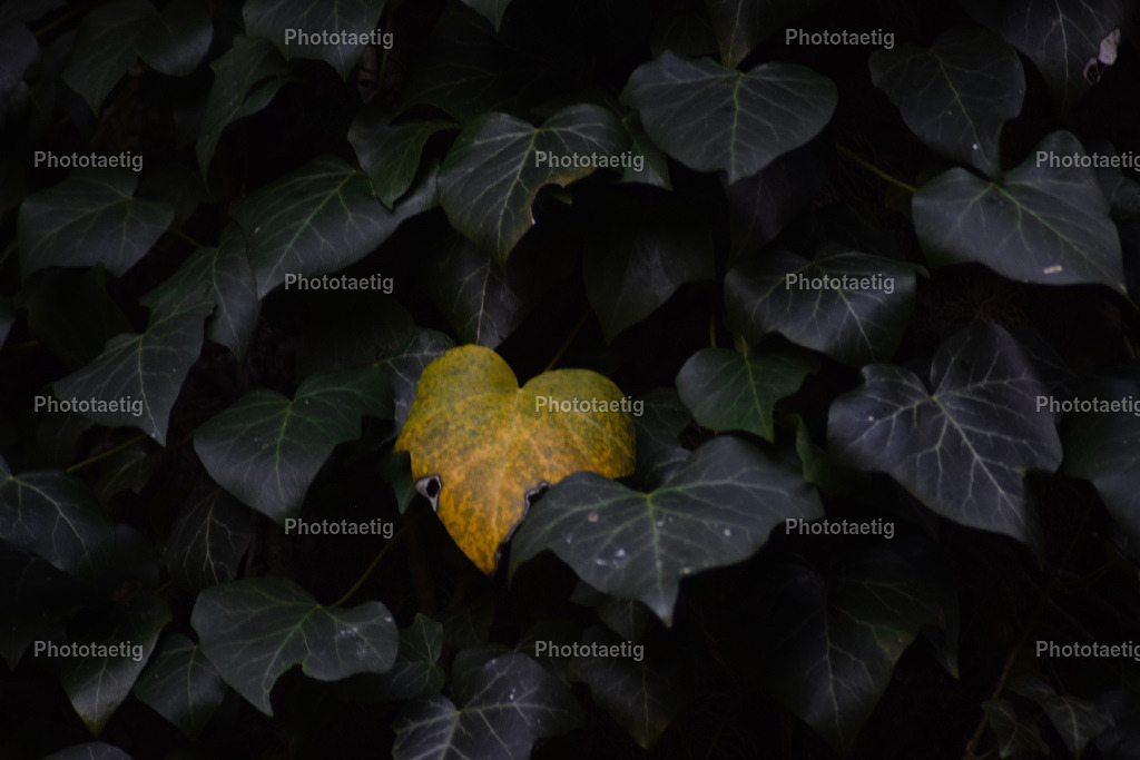 IMG_3717 | phototaetig