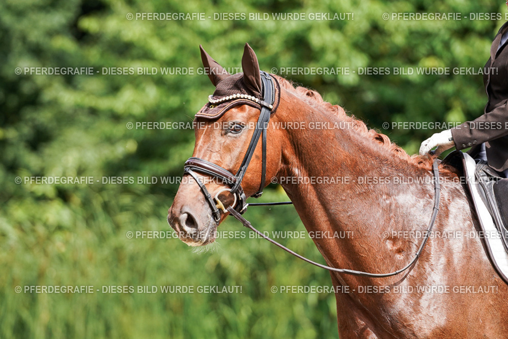 DSC09935 | Pferdegrafie