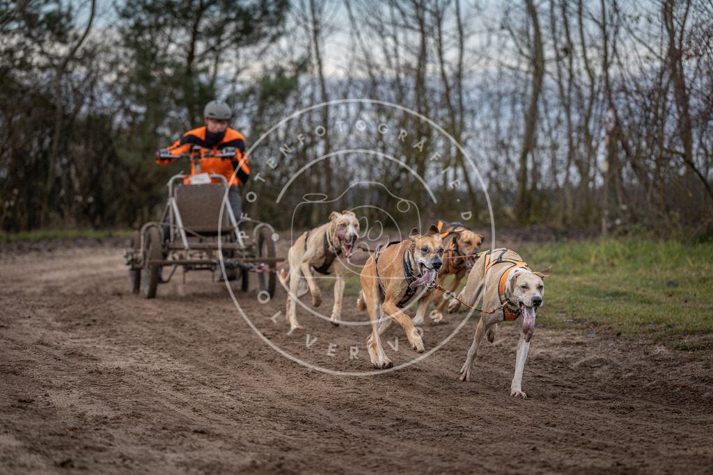 Pfotenfotografie_DV3A6009 | Hundefotografie, Tierfotograf, Pfotenfotografie, Fotoshooting Hund, Hunde Portrait, Hundesport, Hundeportraits, Heideshooting, Hunde, Sportfotograf, Hundefotograf, Turnierhundsport, THS,  - Realisiert mit Pictrs.com