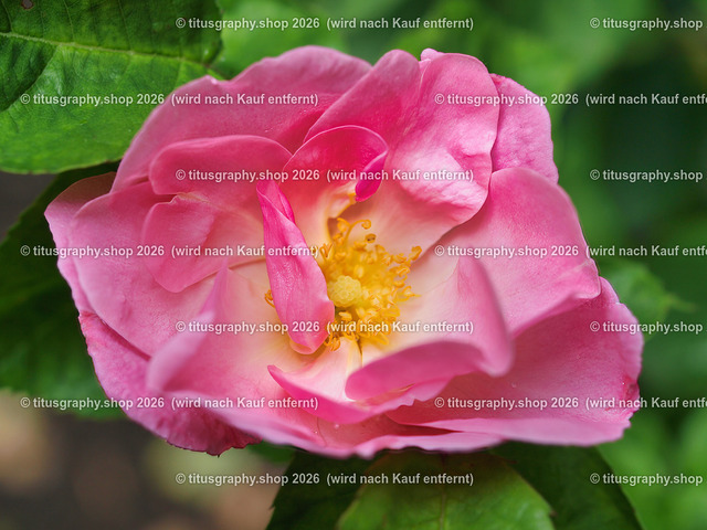 P6080207-titusgraphy-vz | Fotokunstarbeit aus der INSTAGRAM-Gallerie auf titusgraphy.eu - Realisiert mit Pictrs.com