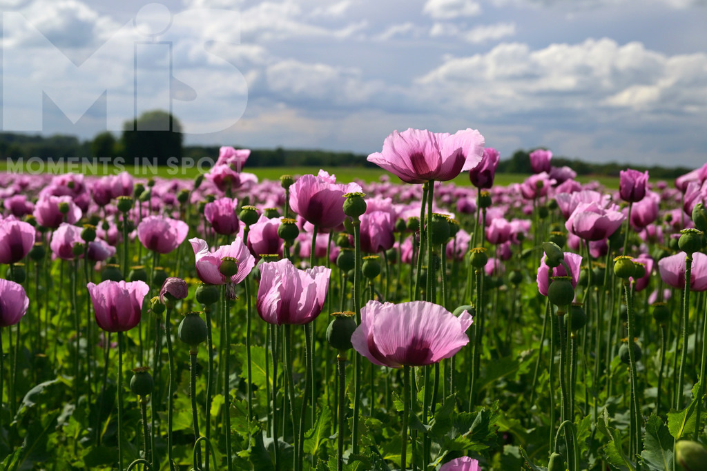 MIS_180818cm005 | 08.06.2022,  Türkheim, Unterallgäu,  Lila Mohnblüten auf einem Mohn-Feld.  - Realisiert mit Pictrs.com