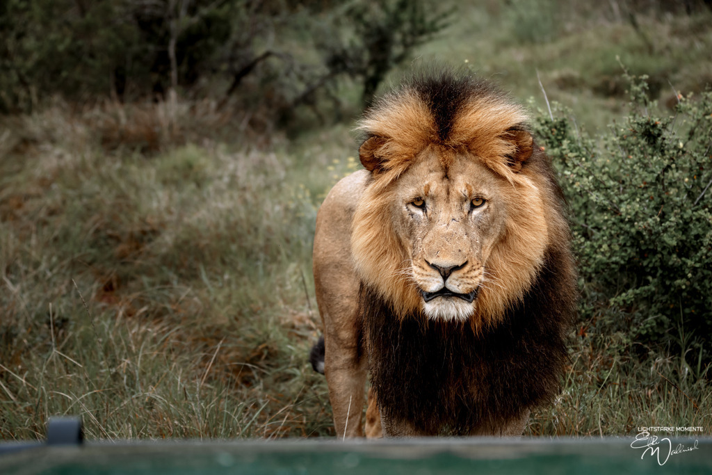 20231010-082140 SOUTHAFRIKA_-1 | Herzlich willkommen auf meiner Seite! Ich bin Elke Wallnisch, Deine Fotografin für lichtstarke Momente. Der Name steht für alles, was mich mit der Fotografie verbindet: Das Licht und seine machtvolle Wirkung auf eine Situation oder unsere Stimmung - Realisiert mit Pictrs.com