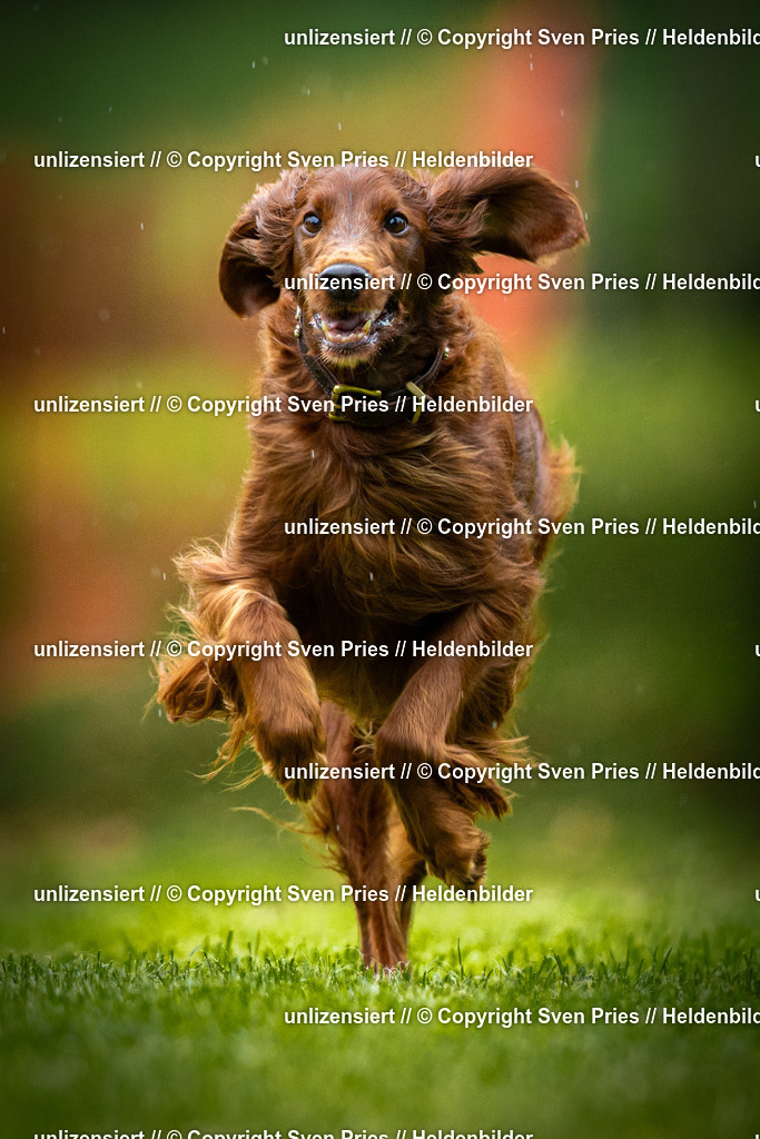 Sven Pries | 2025-09-21 - Hunderennen Baden-Oos - Realisiert mit Pictrs.com