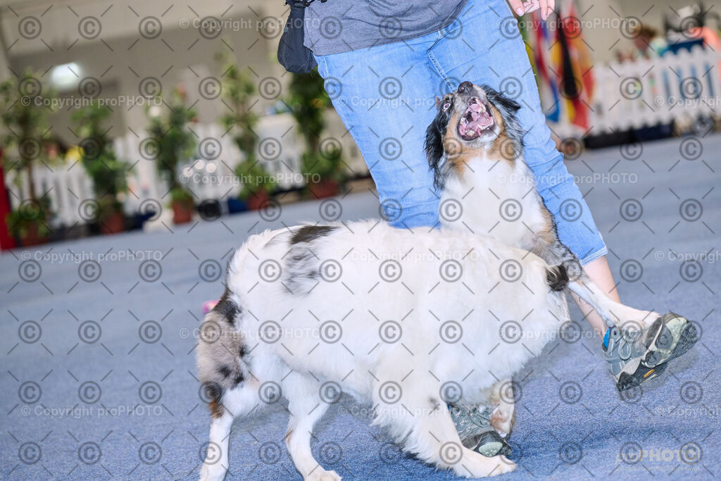 202406_ÖKV-IHA-Tulln24_NZ9_7722 | proPHOTO - Realisiert mit Pictrs.com