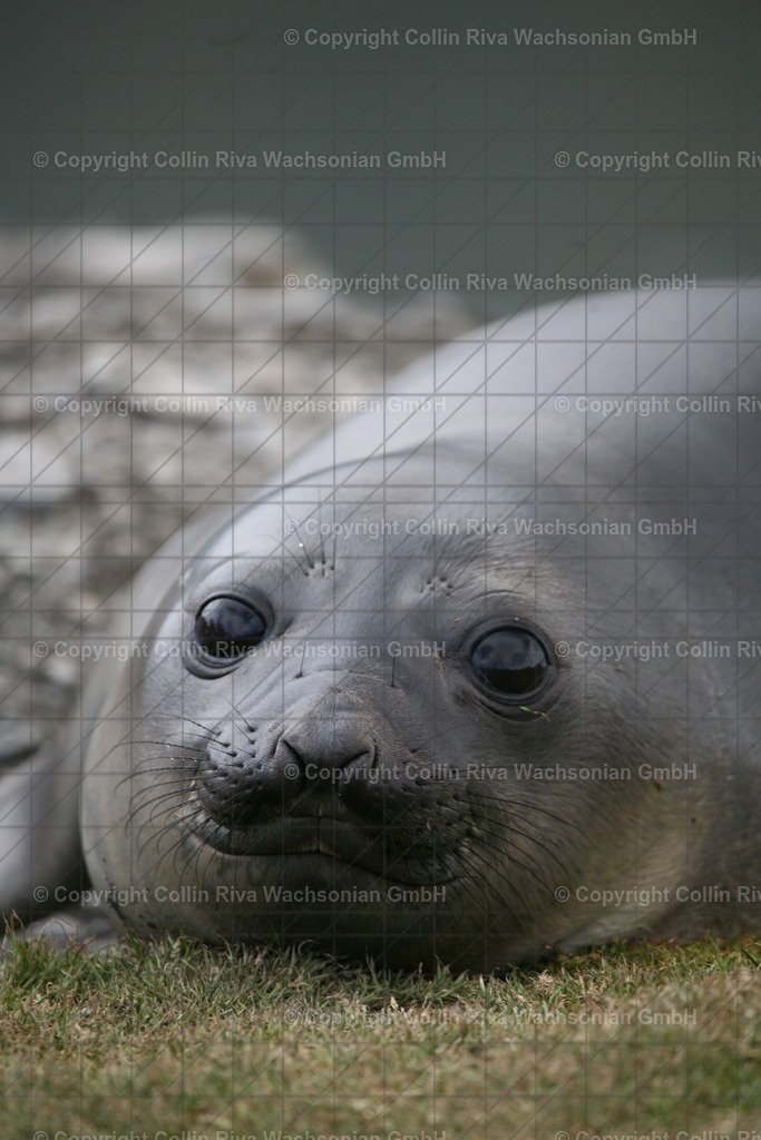 IMG_3097 | Antarktis / Antarctica - Realisiert mit Pictrs.com