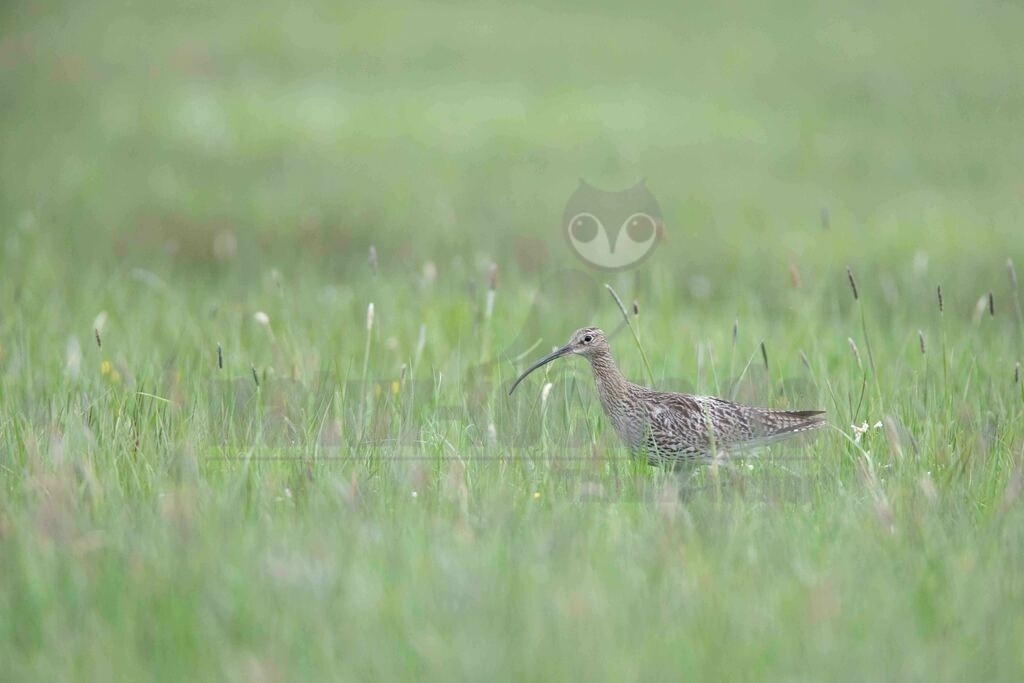 20170508201654-3 | Der Große Brachvogel, auch nur Brachvogel genannt, ist eine Vogelart aus der Familie der Schnepfenvögel. Es werden zwei Unterarten unterschieden. Die Nominatform ist in Mitteleuropa ein zunehmend seltener Brut- und Sommervogel. - Realisiert mit Pictrs.com