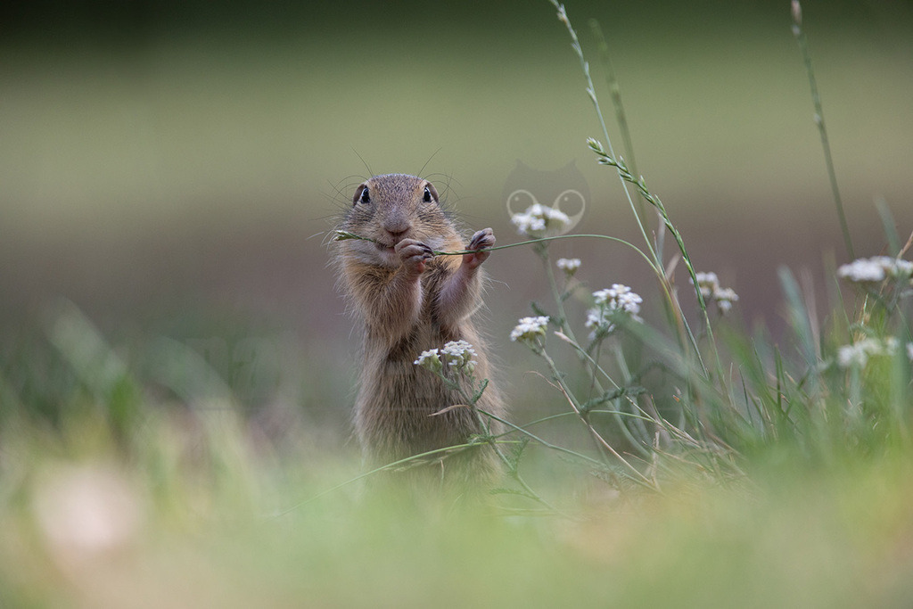 20190805114316-2 | Der, in Österreich auch das, Europäische Ziesel (Spermophilus citellus, Syn.: Citellus citellus), auch Schlichtziesel genannt, ist ein bodenbewohnendes, meist Steppengebiete und Graslandschaften besiedelndes rattengroßes Nagetier aus der Familie der Hörnchen (Sciuridae). Es kommt in den Steppen Südosteuropas von Österreich in Teilen des Balkans sowie in der Türkei vor. - Realisiert mit Pictrs.com