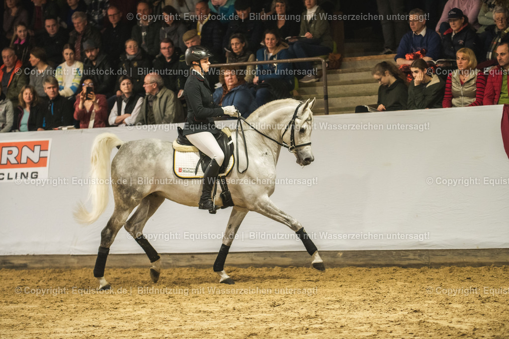 20240302_Hengstvorstellung_Marbach_TOMsPiC_1046 | equistock