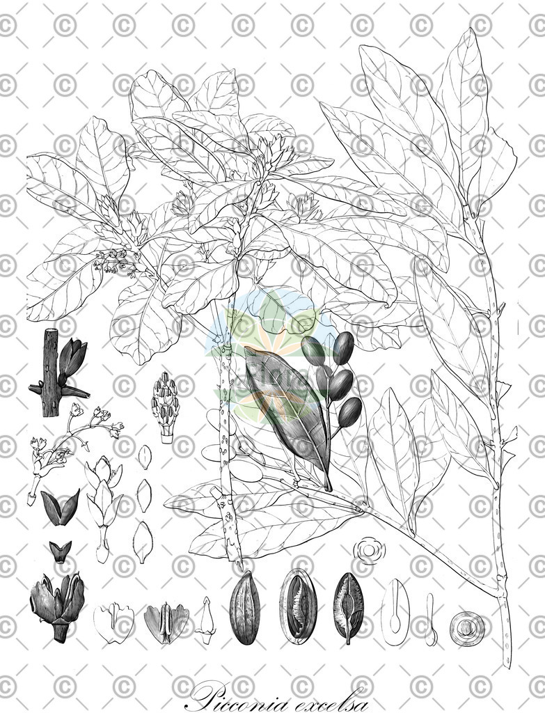 HistAbb_wfo-0001052333_1_ENZY_Simple | Historische Abbildung von Picconia excelsa - Oleaceae | Historical Illustration of Picconia excelsa - Oleaceae