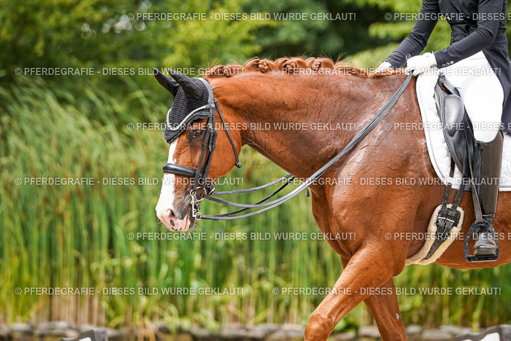 DSC05832 | Pferdegrafie