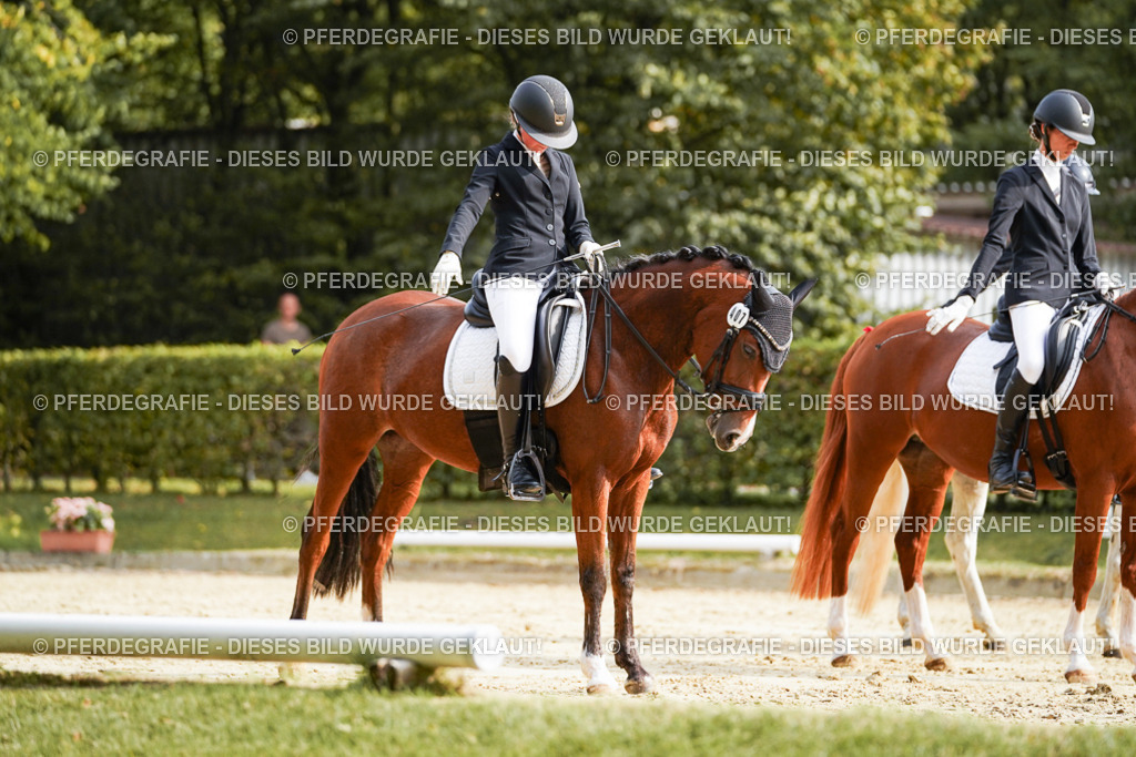 DSC04482 | Pferdegrafie