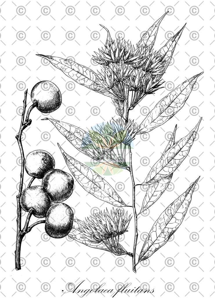 HistAbb_wfo-0000536542_98_ENZY_Simple | Historische Abbildung von Angolaea fluitans - Podostemaceae | Historical Illustration of Angolaea fluitans - Podostemaceae