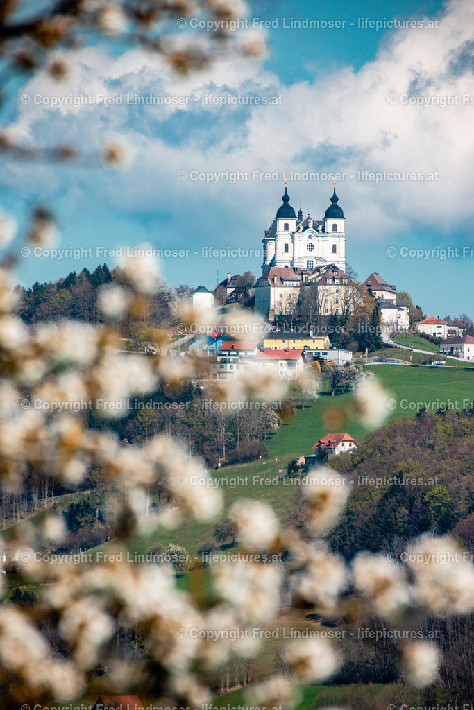 Birnbaumblute Mostviertel 2022-5980 | Fotos und Fotoprodukte - Realisiert mit Pictrs.com