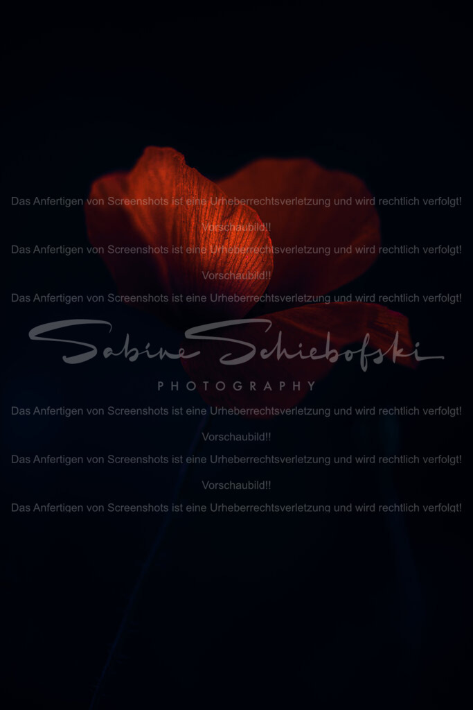 Wandbild "Mohnblume" in the dark | People- und Tierfotografie, Imageaufnahmen, Veranstaltungsfotografie und Wandbilder aus der Natur ★ Made in Germany ✔️ Druck + Downloads ✔️ Naturfotografie in Top Qualität ★ schneller Versand, weltweite Lieferung! - Realisiert mit Pictrs.com