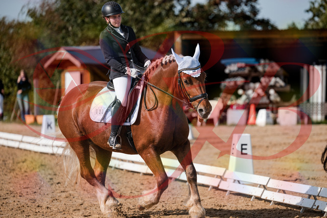 2026_10_03_Siefer-Hof_130442_Z63_67748974 | Professionelle Reitsport-, Turnier- und Eventfotografie von Robert Broda. Galerien mit ausgewählten und bearbeiteten Bildern direkt online ansehen und bestellen.