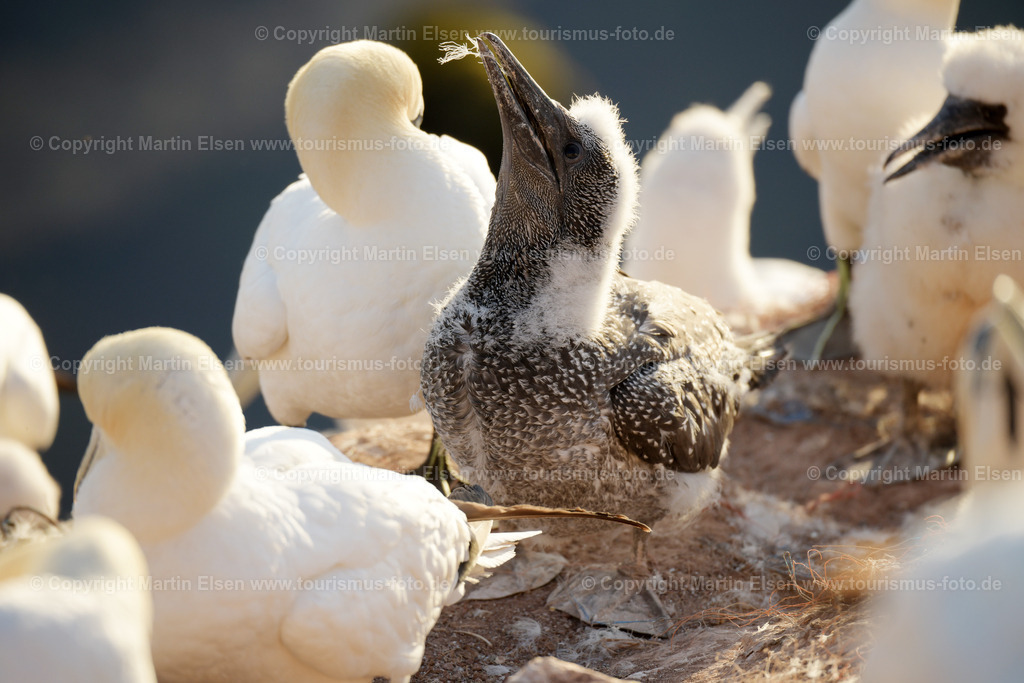 Helgoland Bastölpel_ELS_2864030818 | Helgoland - Aufnahmedatum: 01.08.2018, Aufnahmehöhe:  m, Koordinaten:  - , Bildgröße: 8256 x  5504 Pixel - Copyright 2018 by Martin Elsen, Kontakt: Tel.: +49 157 74581206, E-Mail: info@schoenes-foto.deSchlagwörter:Schleswig-Holstein,Landkreis Pinneberg,Düne,Hochseeinsel,Börteboote,Meer,Küste,Halunder,Oberland,Unterland,Strand,Seehunde,Robben,Lange Anna,Felsen,Roter Felsen,Luftbild,Luftbilder,Bastölpel - Realisiert mit Pictrs.com