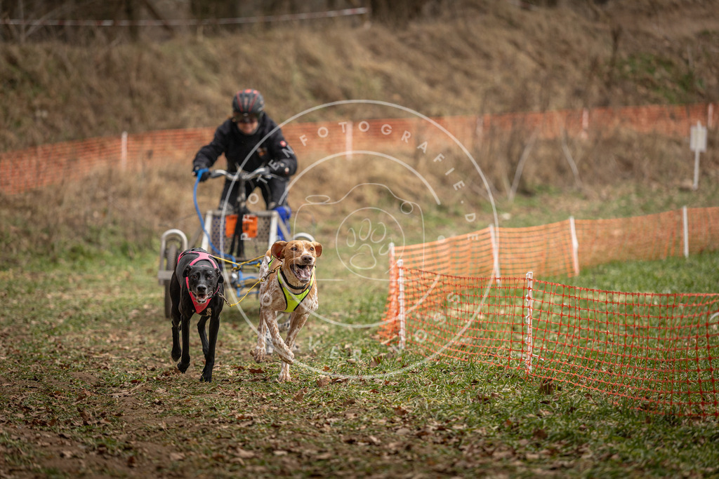 Pfotenfotografie_DV3A8246 | Hundefotografie, Tierfotograf, Pfotenfotografie, Fotoshooting Hund, Hunde Portrait, Hundesport, Hundeportraits, Heideshooting, Hunde, Sportfotograf, Hundefotograf, Turnierhundsport, THS,  - Realisiert mit Pictrs.com