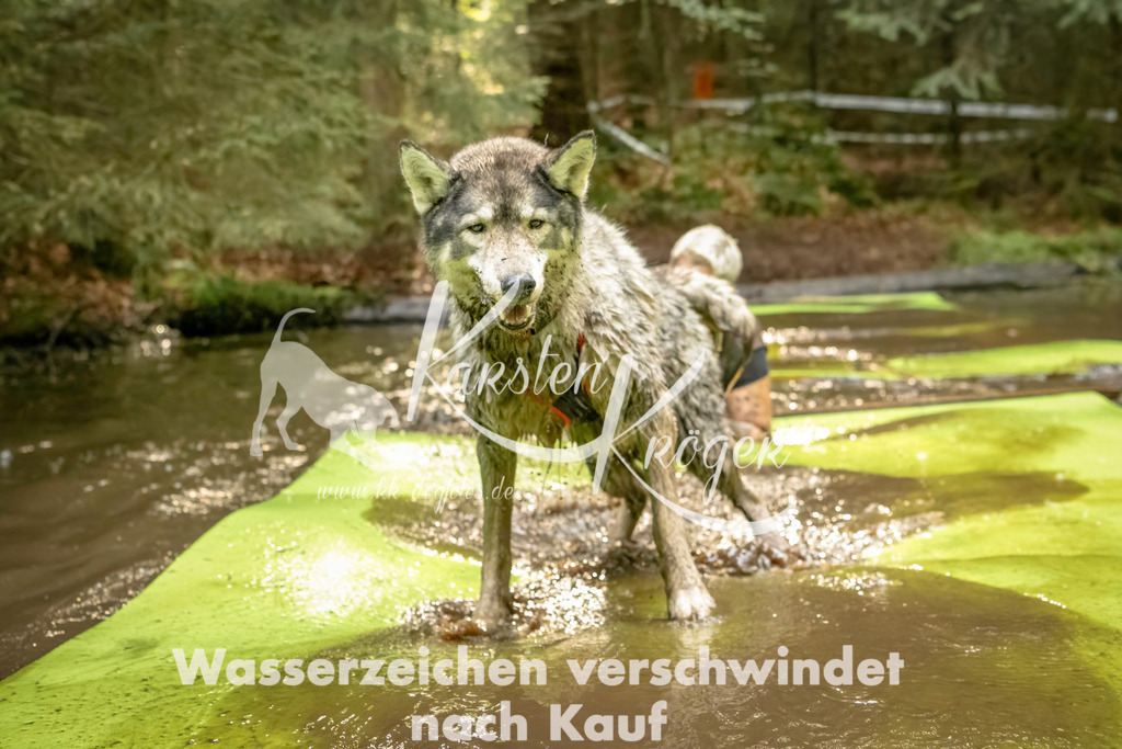 1406_ZZ91033-Bearbeitet | kk-dogfotos
