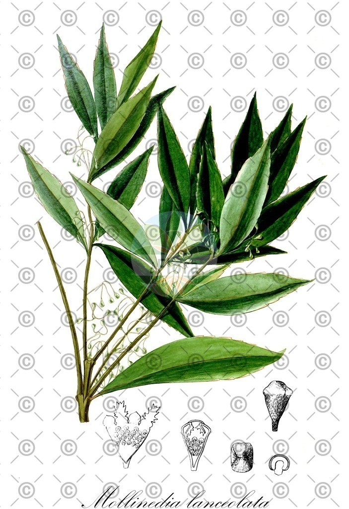HistAbb_wfo-0000448003_2_ENZY_Simple | Historische Abbildung von Mollinedia lanceolata - Monimiaceae | Historical Illustration of Mollinedia lanceolata - Monimiaceae