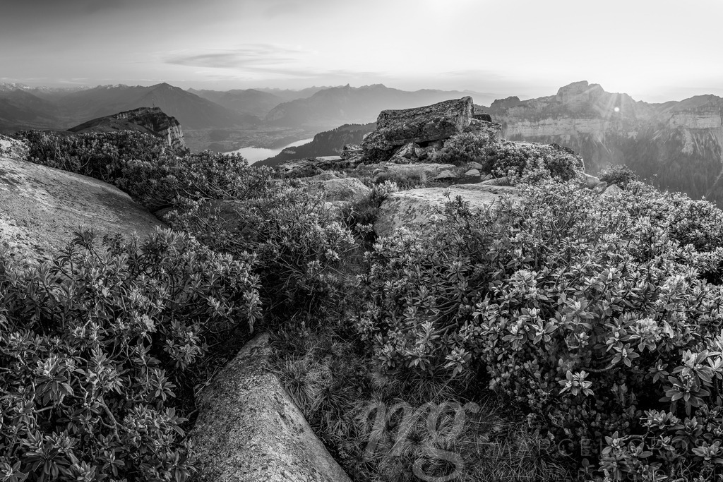 alpine roses at sunset in the swiss alps | Abendstimmung mit Alpenrosen auf dem Niederhorn mit Blick Richtung Thunersee und Thun - Realisiert mit Pictrs.com