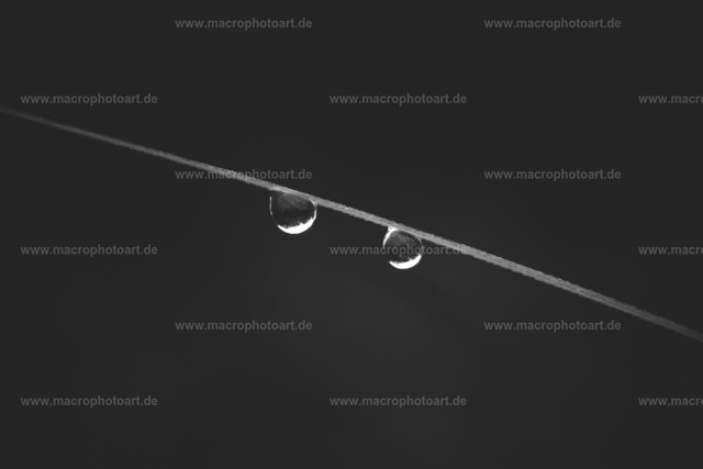 Zwei Tropfen | Zwei Tropfen an einem Grashalm - Realisiert mit Pictrs.com