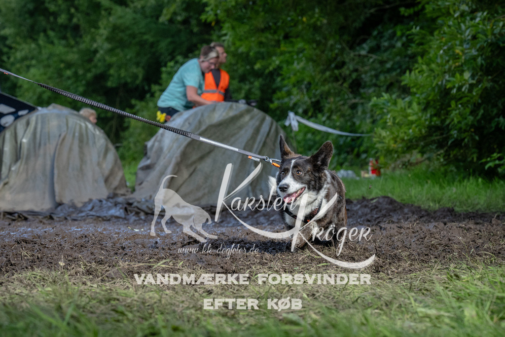 1716_ZZ91849 | kk-dogfotos