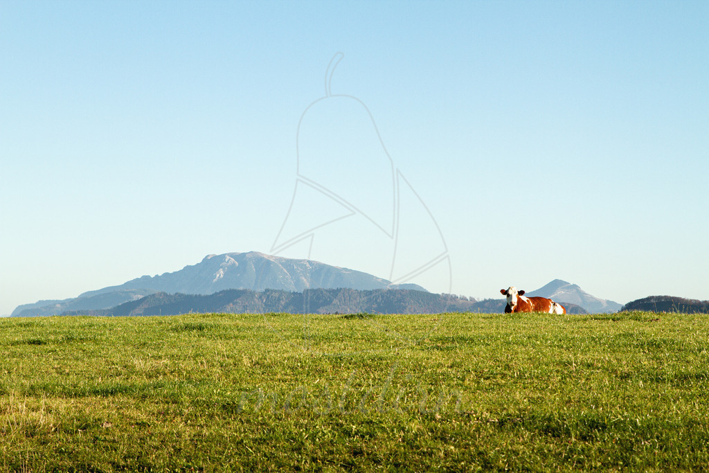 Kuhler Ötscher | Ihre Fotografin im Lungau, ihre Fotografin im Mostviertel, Wandbilder Onlineshop, Imagefotos für Ihr Unternehmen,  - Realisiert mit Pictrs.com