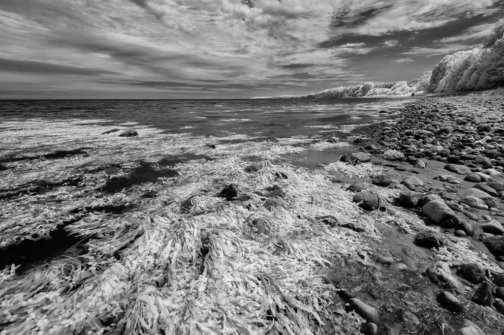 daenemark-2016-214 | Ostseeküste am Rand des Waldes Nørreskov an der Ostküste der Insel Als/Alsen in Dänemark. Der abgebildete Blasentang im Wasser und am Strand erscheint in dieser Infrarot-Aufnahme aufgrund des sogenannten Wood-Effektes weiß. - Realisiert mit Pictrs.com