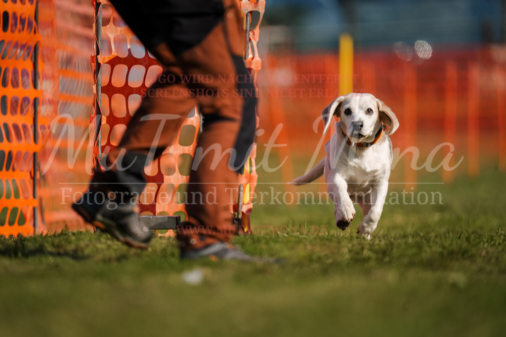 20250928_Hunderennen-122 | MuT (Mensch und Tier) mit Mona - Fotografie und Tierkommunikation - Realisiert mit Pictrs.com