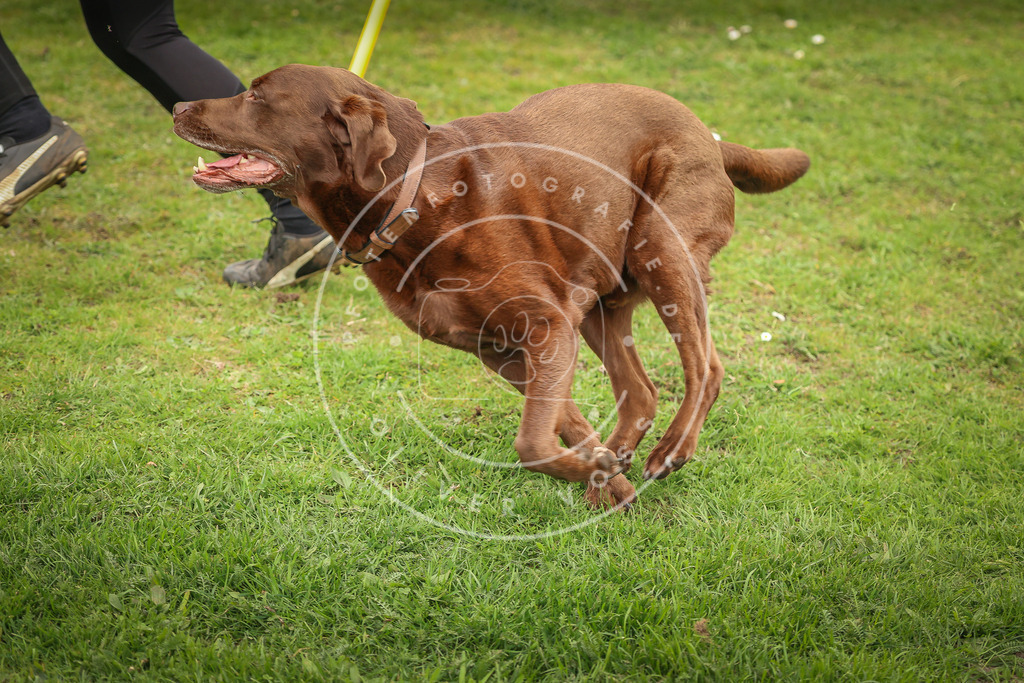 Pfotenfotografie_0L8A1923 | Hundefotografie, Tierfotograf, Pfotenfotografie, Fotoshooting Hund, Hunde Portrait, Hundesport, Hundeportraits, Heideshooting, Hunde, Sportfotograf, Hundefotograf, Turnierhundsport, THS,  - Realisiert mit Pictrs.com