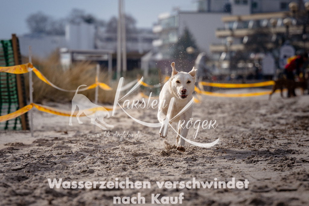 1328_ZZ99271 | kk-dogfotos