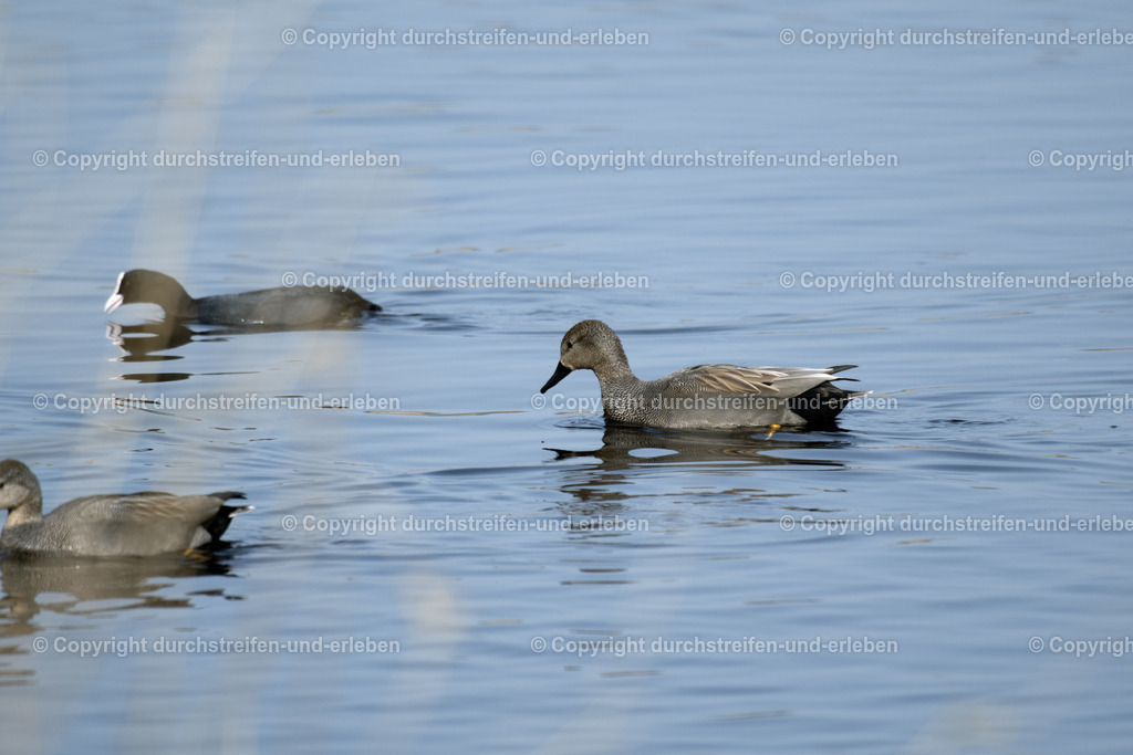 Schnatterenten und ein Blässhuhn | Eine wenig in Mitteleuropa verbreitete Schnatterente: Diese hier lebt im Naturschutzgebiet Rieselfelder in Münster. A gadwall, a species of duck that is not very common in Central Europe: This one lives in the Rieselfelder nature reserve in Münster. This one lives in the Rieselfelder nature reserve in Münster. This one lives in the Rieselfelder nature reserve in Münster. - Realisiert mit Pictrs.com