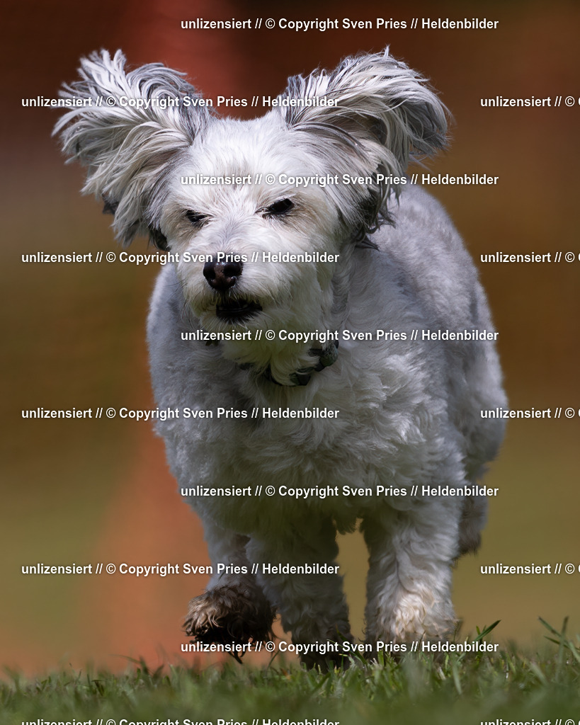 Sven Pries | 2024-04-21 - Hunderennen Baden-Oos
Foto: Sven Pries - Realisiert mit Pictrs.com